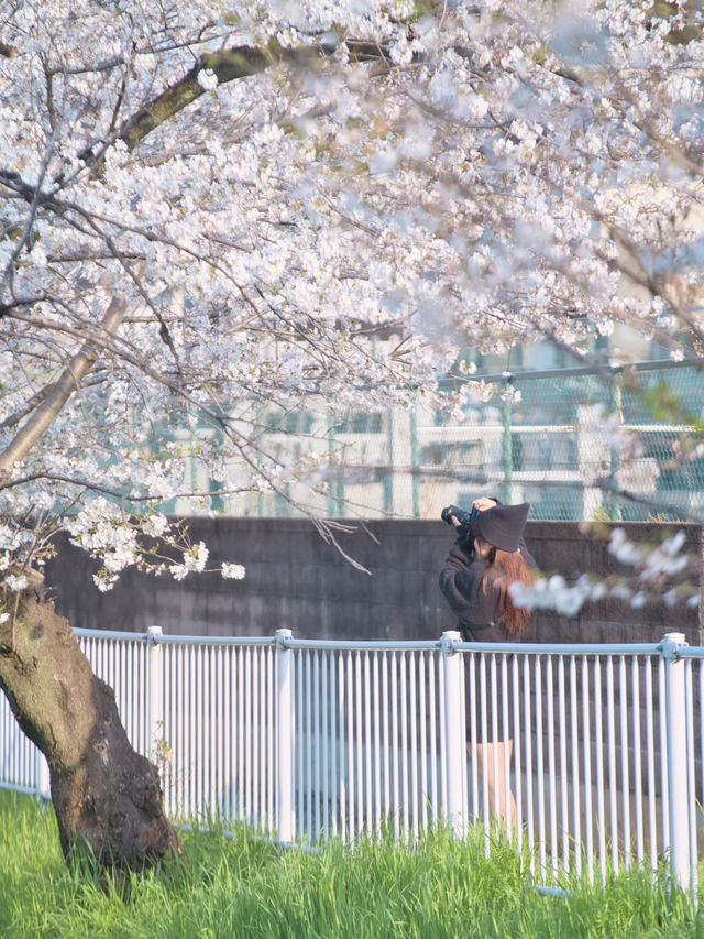 【埼玉】行かなきゃ損‼️駅近&穴場でエモさ溢れる桜撮影🌸📸※周辺観光情報付き