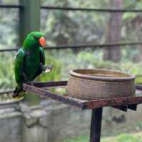 新加坡飛禽公園～鳥類的天堂
