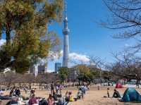 Chasing Sakura at Sumida River Park