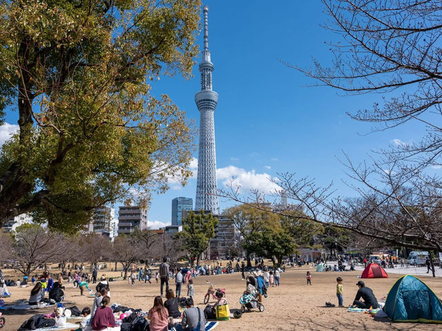 Chasing Sakura at Sumida River Park