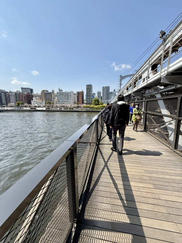Full Bloom! Spring at Sumida River Walk🌸