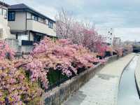 櫻🌸吹雪～淀之河津櫻