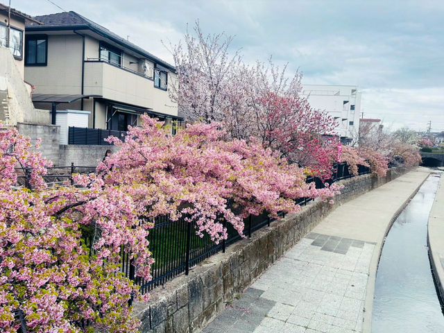 櫻🌸吹雪～淀之河津櫻