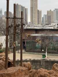 Kunming Zoo จุดชมดอกไม้บาน
