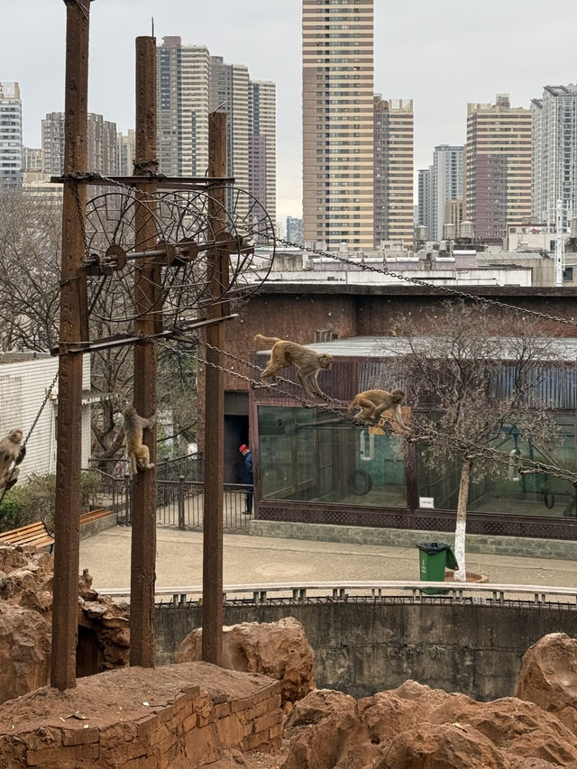 Kunming Zoo จุดชมดอกไม้บาน