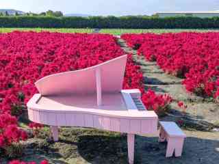 2026年 Zhongshe flower market taichung観光スポットおすすめ| Trip