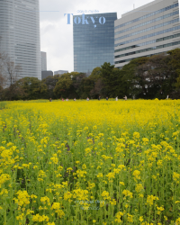 【東京】菜の花畑｜浜離宮恩賜庭園
