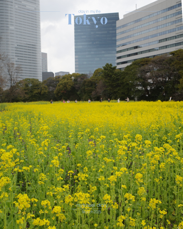 【東京】菜の花畑｜浜離宮恩賜庭園