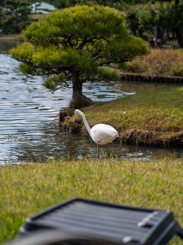 三溪園の朝イチで観光 🌿☀️ 静寂の中で歴史と自然を楽しむ