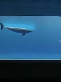 🐟四國水族館｜是不需要調濾鏡的美🐳🐬🪼