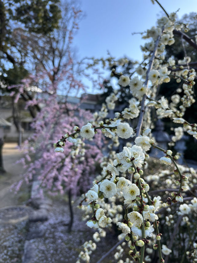 氏神さま　神様