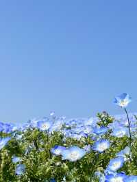 พาชมทุ่งดอกเมโลฟิลาที่สวน Uminokmichi Seaside Park