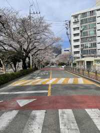 釜山春日絕景：溫泉川櫻花隧道與我相遇的一天