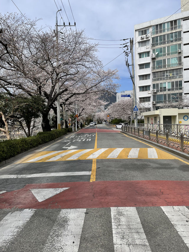 釜山春日絕景：溫泉川櫻花隧道與我相遇的一天