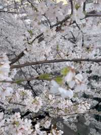 東京賞櫻🌸不要再只去中目黑了～