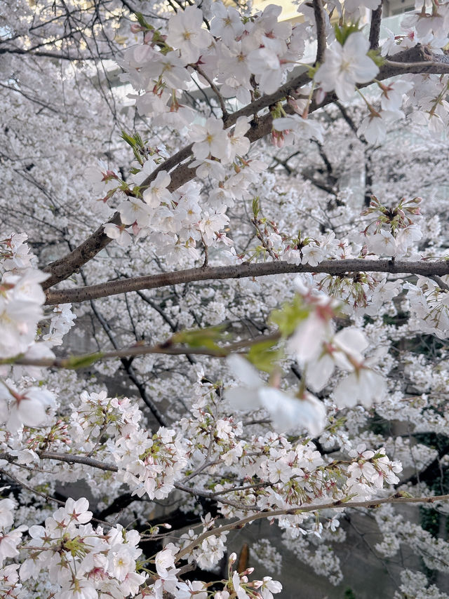 東京賞櫻🌸不要再只去中目黑了～