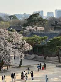 매화나무 살구나무가 흐드러진🌸 창경궁 봄나들이