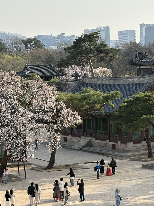 매화나무 살구나무가 흐드러진🌸 창경궁 봄나들이