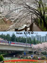 벚꽃 데이트 부산북구편 🌸🌸