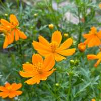裕廊湖花園•熱帶奇花異卉