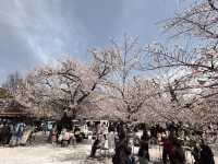 東別院站市集&賞櫻🌸