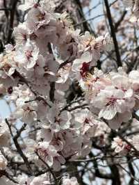 Matsumoto castle cherry blossom @ Matsumoto