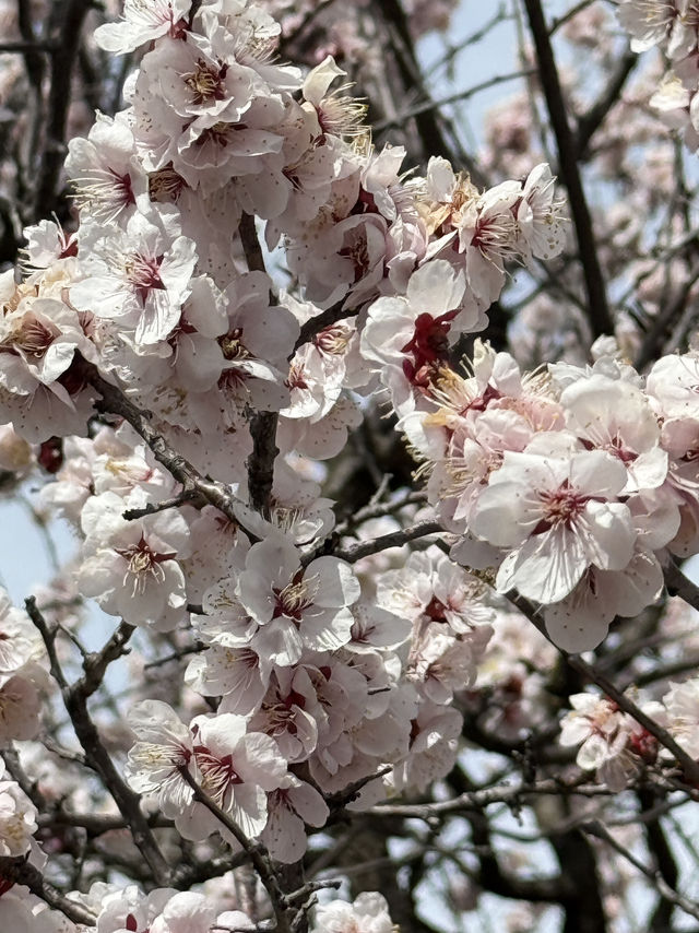Matsumoto castle cherry blossom @ Matsumoto