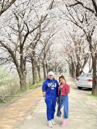 CHERRY BLOSSOMS IN SOUTH KOREA