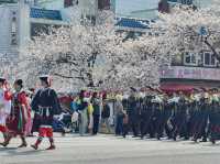 “Jinhae in Bloom: A Spring Symphony of Cherry Blossoms”