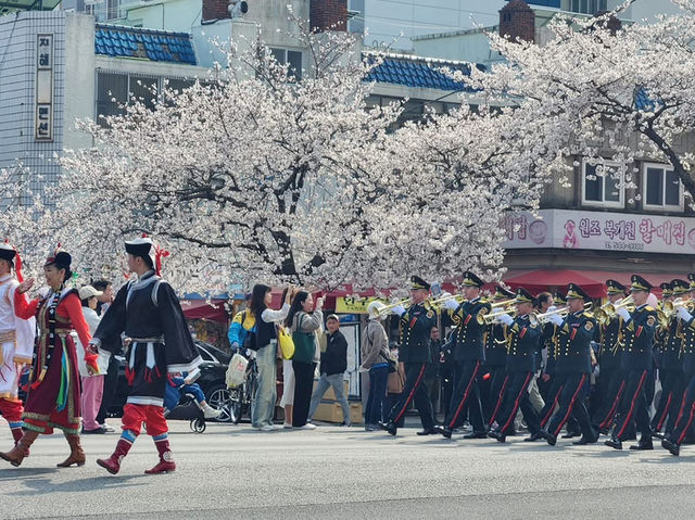 “Jinhae in Bloom: A Spring Symphony of Cherry Blossoms”
