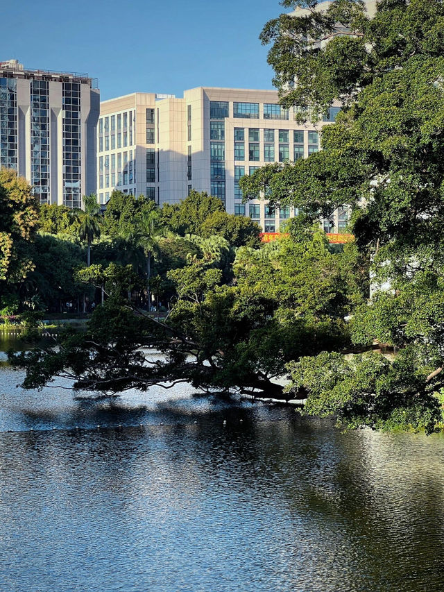 流花湖公園｜貓咪樂園！仲可以近距離睇黑天鵝