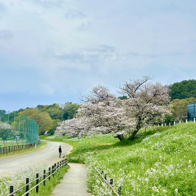 東風平運動公園棒球場•櫻花下的棒球夢