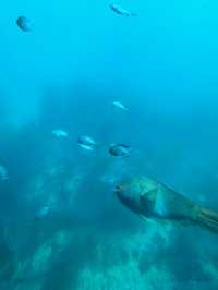 【千葉】ダイバー気分で海の中を観察できます