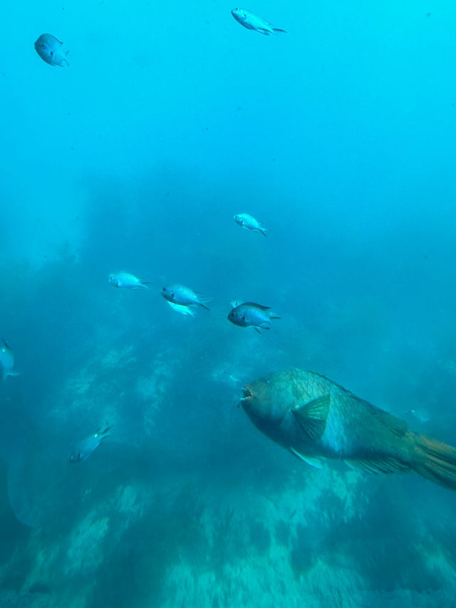 【千葉】ダイバー気分で海の中を観察できます