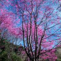 三色花景ㄧ次搞定的萬里林園