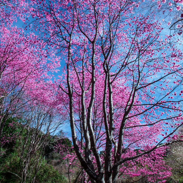 三色花景ㄧ次搞定的萬里林園