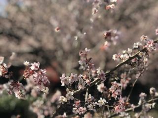 호계산마을의 벚꽃과 영보사 (기후현 다지미시)