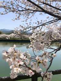 Spring Bliss at Kikaku Park🌸