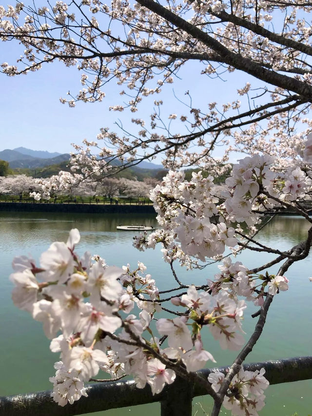 Spring Bliss at Kikaku Park🌸