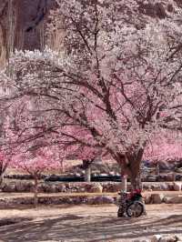 Praised by National Geographic! Nyingchi Peach Blossom Festival Will Stun You This Spring