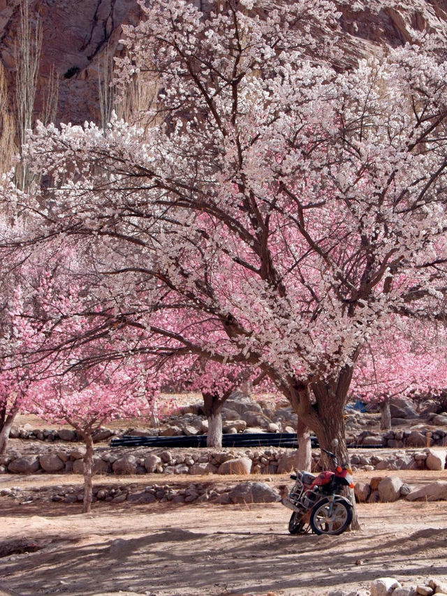 Praised by National Geographic! Nyingchi Peach Blossom Festival Will Stun You This Spring
