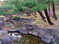 “Cherry Blossoms and Tradition at Namsangol Hanok Village”