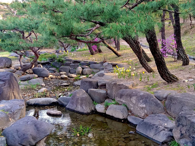 “Cherry Blossoms and Tradition at Namsangol Hanok Village”