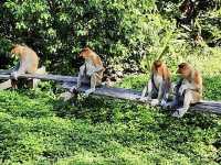 🐒 Proboscis Monkey Party at Labuk Bay: Big Noses & Jungle Vibes! 🌿