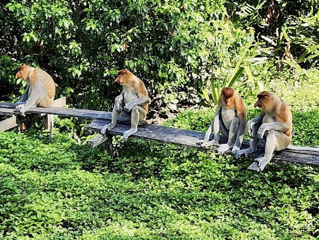 🐒 Proboscis Monkey Party at Labuk Bay: Big Noses & Jungle Vibes! 🌿