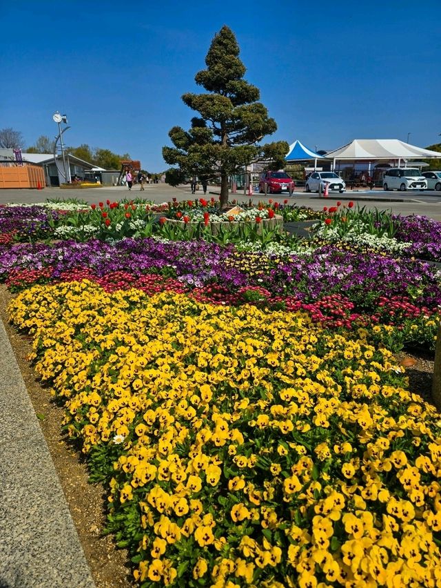 Iwagaike Park 🌷🪻🌸