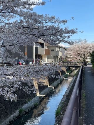 🌸 Tokyo Hidden Cherry Blossom Spot | Shibu River Must-Visit! 🌸