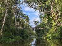 Wild & Wondrous: My Jungle Adventure on Kinabatangan River! 🌿🐘