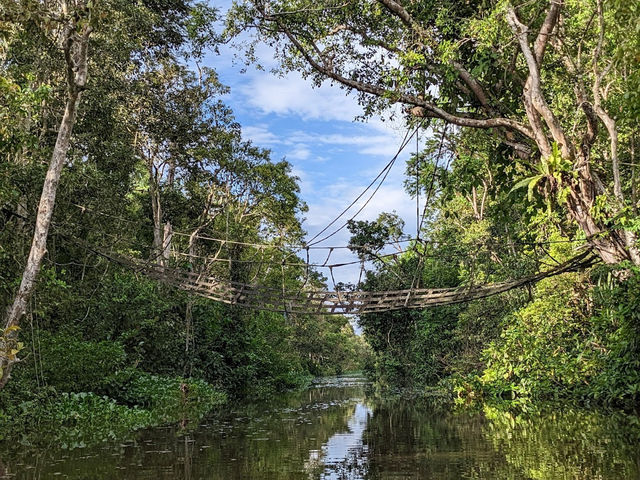 Wild & Wondrous: My Jungle Adventure on Kinabatangan River! 🌿🐘
