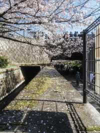 Kyoto is about to look like this...